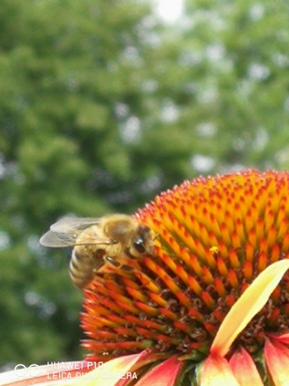 Bio Purpur Schein Sonnenhut Echinacea purpurea 'Funky Yellow' Forssman Bienen Stauden kaufen