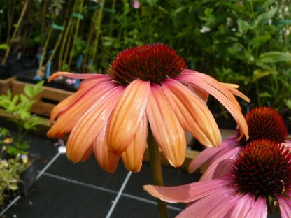 Bio Purpur Schein Sonnenhut Echinacea purpurea 'Marchella Rainbow' Forssman Bio Stauden kaufen im Online Versand