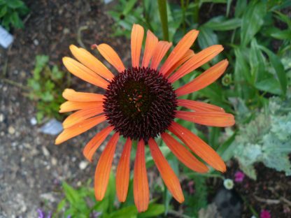 Bio Purpur Schein Sonnenhut Echinacea purpurea 'Orange' Forssman Bio Stauden kaufen im Online Versand