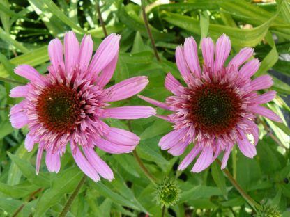 Bio Purpur Schein Sonnenhut Echinacea purpurea 'Pink Sorbet' Forssman Bio Stauden kaufen im Online Versand