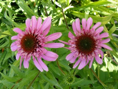 Bio Purpur Schein Sonnenhut Echinacea purpurea 'Pink Sorbet' Forssman Bio Stauden kaufen im Online Versand