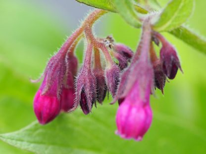 Bio Beinwell Symphitum peregrine 'Pink' Bio Pflanzen kaufen im Online Versand Stauden Forssman