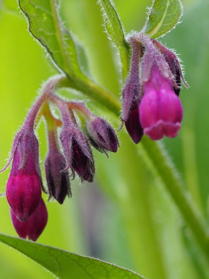 Bio Beinwell Symphitum peregrine 'Pink' Bio Pflanzen kaufen im Online Versand Stauden Forssman