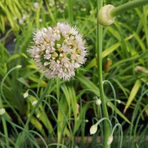 Allium nutans 'Isabelle' Staudengärtnerei Forssman Beste Bio Stauden aus Bayern