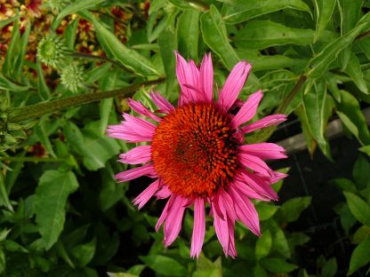 Bio Purpur Schein Sonnenhut Echinacea purpurea 'Ruby Glow' Forssman Bio Stauden kaufen im Online Versand