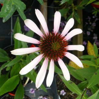 Bio Purpur Schein Sonnenhut Echinacea purpurea 'Pink Tip' Stauden Forssman Beste Bio Stauden aus Bayern