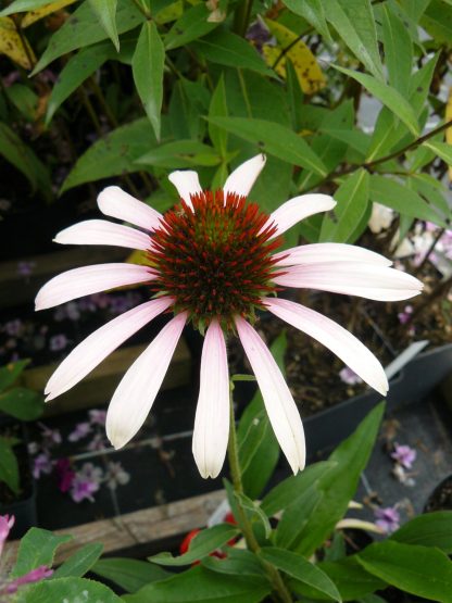 Bio Purpur Schein Sonnenhut Echinacea purpurea 'Pink Tip' Stauden Forssman Beste Bio Stauden aus Bayern
