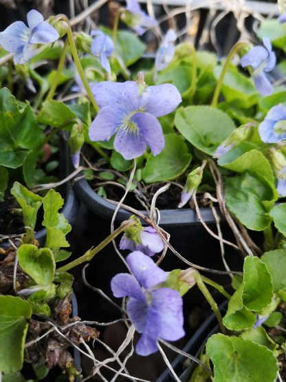 Viola sororia 'Dark Freckles' Stauden Forssman Bio Pflanzen per Paket