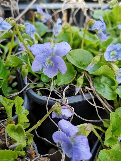 Viola sororia 'Dark Freckles' Stauden Forssman Bio Pflanzen per Paket