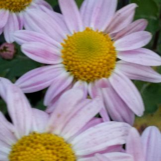 Chrysanthemum 'l'Innocemce' Stauden Forssman Bio Versand aus Gangkofen in Niederbayern
