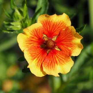 Potentilla nepalensis 'Flammenspiel' Stauden Forssman Bio Pflanzen Versand mit Online Shop