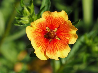 Potentilla nepalensis 'Flammenspiel' Stauden Forssman Bio Pflanzen Versand mit Online Shop