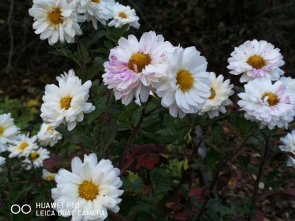 Chrysanthemum 'Poesie' Stauden Forssman Bio Versand aus Gangkofen in Niederbayern