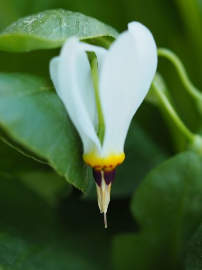 Dodecatheon pulchellum 'Alba' Stauden Forssman Bio Pflanzen per Paket