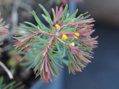 Euphorbia cyparissias 'Fens Ruby' Stauden Forssman Bio Pflanzenversand