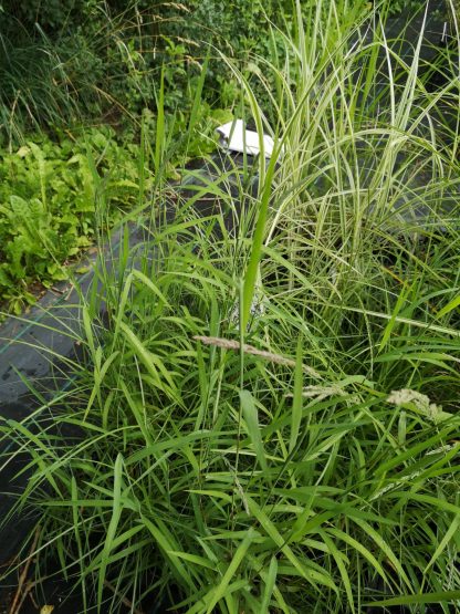 Miscanthus sinensis 'Yakushima Dwarf' Stauden Forssman Beste Bio Stauden aus Bayern
