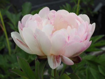 Paeonia x lactiflora 'Petite Elegance' Stauden Forssman Bio Pflanzen Versand mit Online Shop