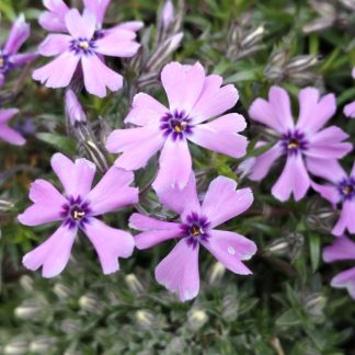 Phlox subulata 'Purple Beauty' Gärtnerei Forssman - Beste Bio Stauden aus Bayern