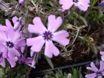 Phlox subulata 'Purple Beauty' Gärtnerei Forssman - Beste Bio Stauden aus Bayern