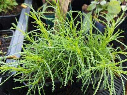 Santolina viridis Stauden Forssman Bio Pflanzen per Paket