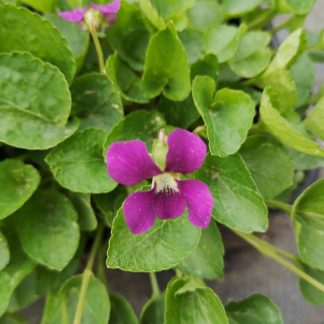 Viola sororia 'Rubra' Stauden Forssman Bio Pflanzen per Paket