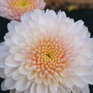 Chrysanthemum 'White Bouquet' Stauden Forssman Bio Pflanzen per Paket