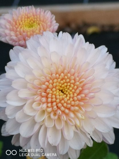 Chrysanthemum 'White Bouquet' Stauden Forssman Bio Pflanzen per Paket
