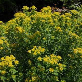 Euphorbia palustris 'Teichlaterne' Stauden Forssman Bio Pflanzen per Paket